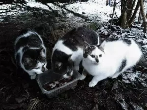 Zdjęcie kotów przy misce z jedzeniem